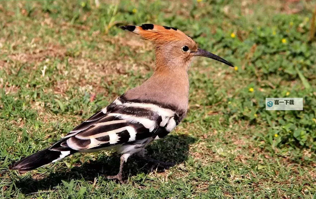 探索精彩纷呈的草莓黄色电影片世界:视觉盛宴与评析图1