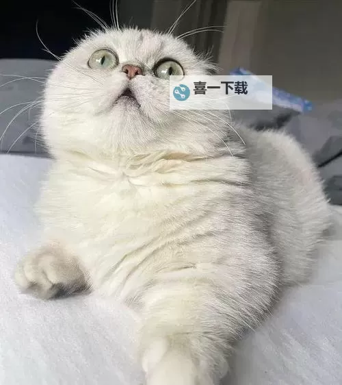 芒奇金猫是什么品种：特征与养护全面解析图1