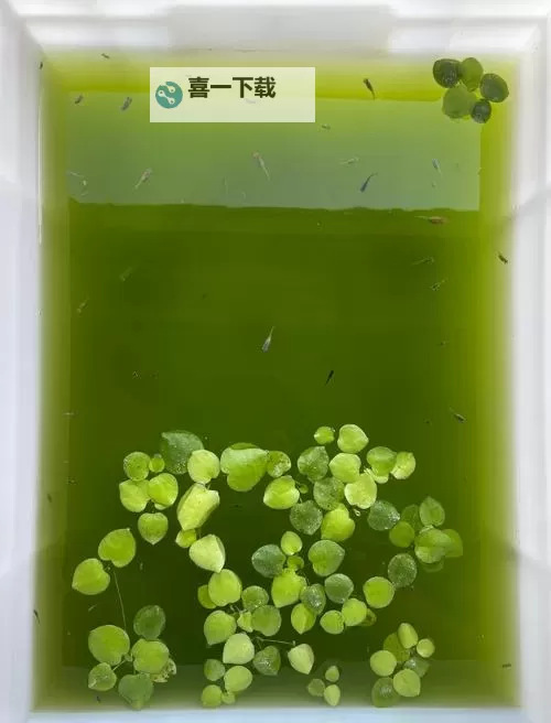 巨龙时代第五章任务攻略：全面指南与详细流程解析图1