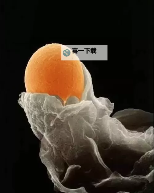 寄生虫寄生女生将其控制全过程揭秘:控制的细节与心理变化图1