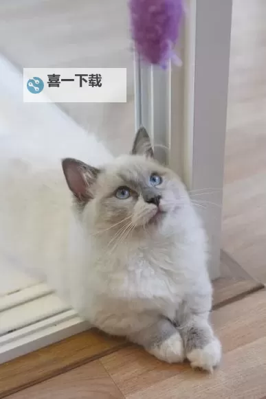芒奇金猫是什么品种：特征与养护全面解析图2