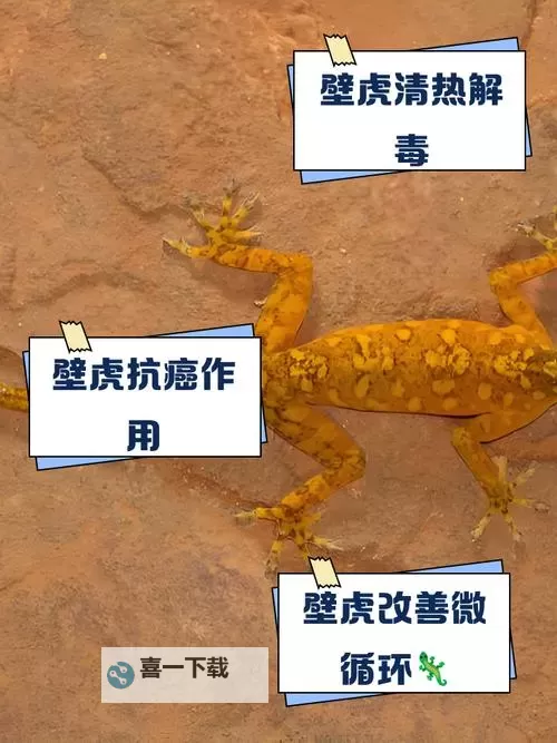 遇到危险就裸奔的壁虎：勇敢无畏的生存本能图1