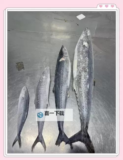 鲅鱼官网在线观看：最新剧集免费在线观看指南图1