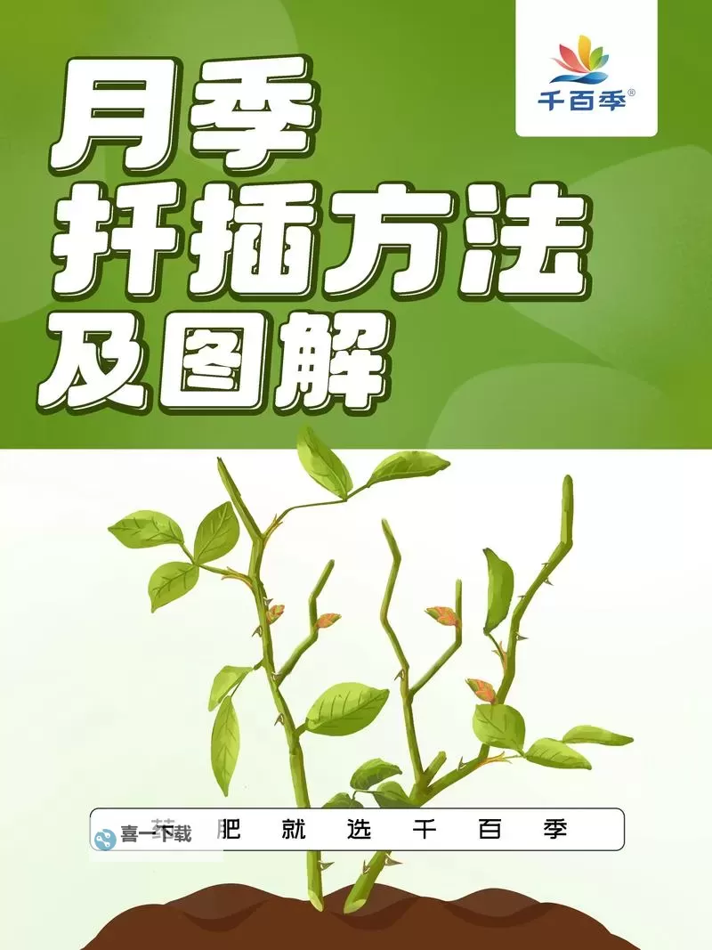 深入解析在床上的72种扦插方法：实用技巧与操作指南图1