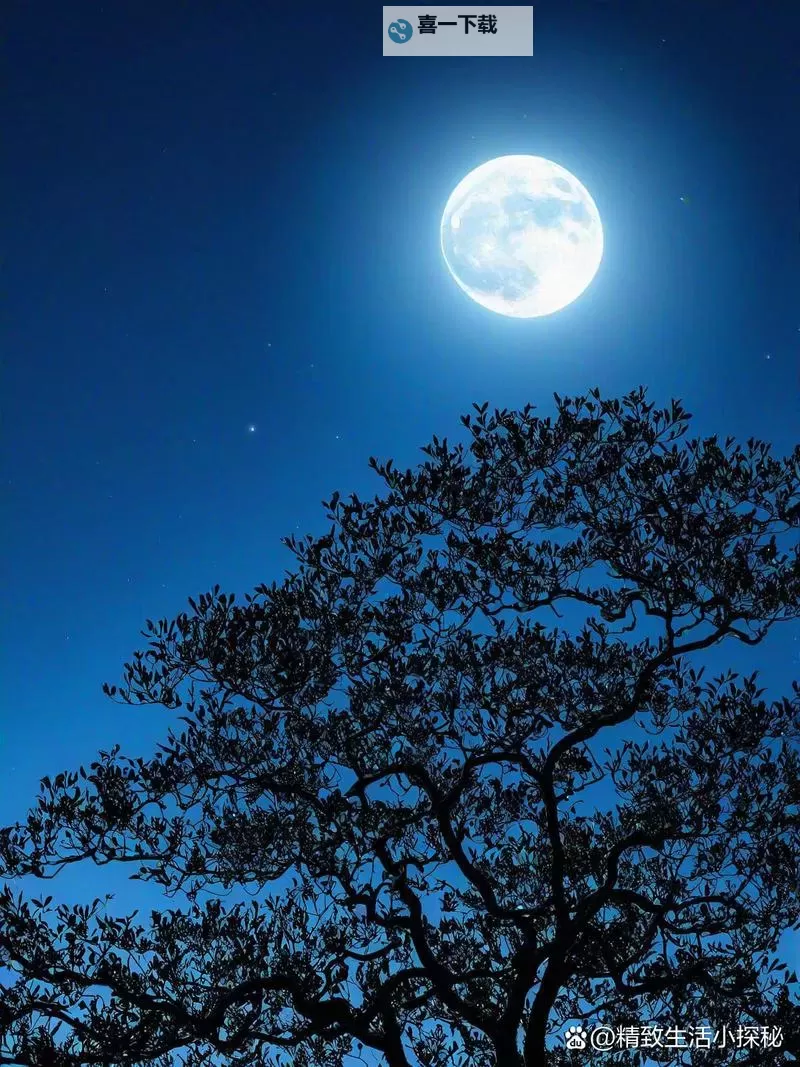 月夜直播视频免费观看TV：高清在线观看尽享宁静月色的天堂图1