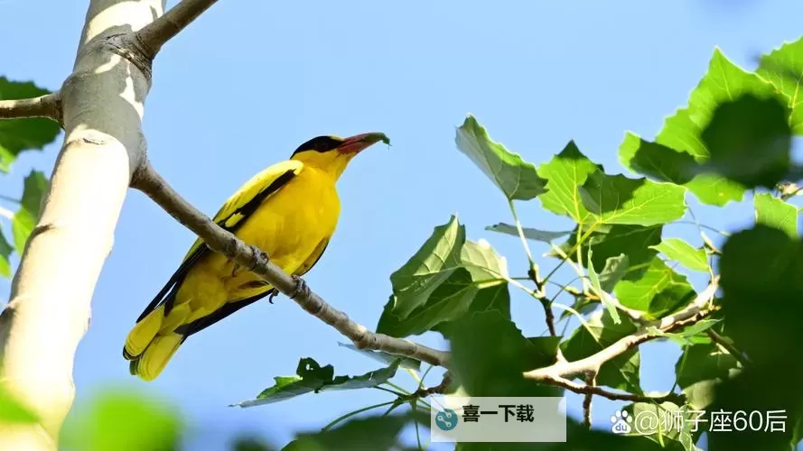 虐杀原形呼叫Mcmullen:揭秘背后未公开的故事图1