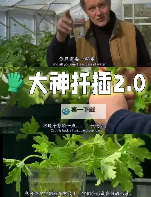 探索创新园艺:在床上的72种扦插方法电影揭秘图1