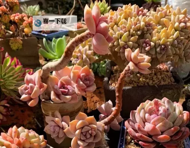 整篇都是车的多肉1V3比P：打造炫酷多肉车模的创意指南图1