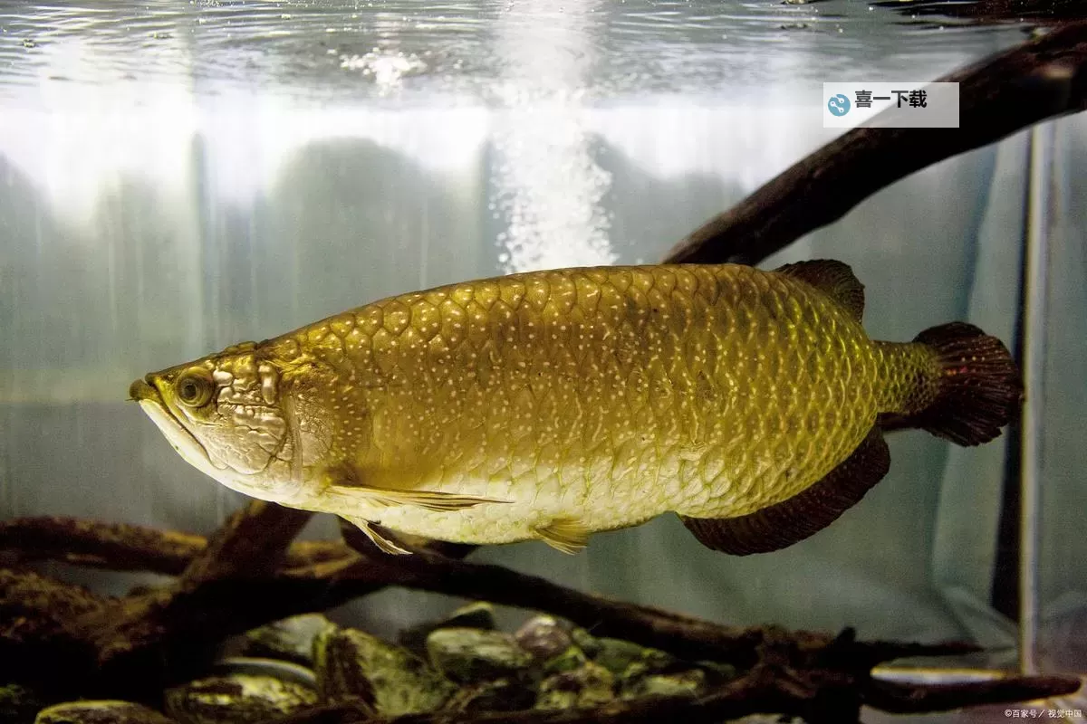 最大金冠破裂龙鱼：稀世奇观的迷人魅力图1