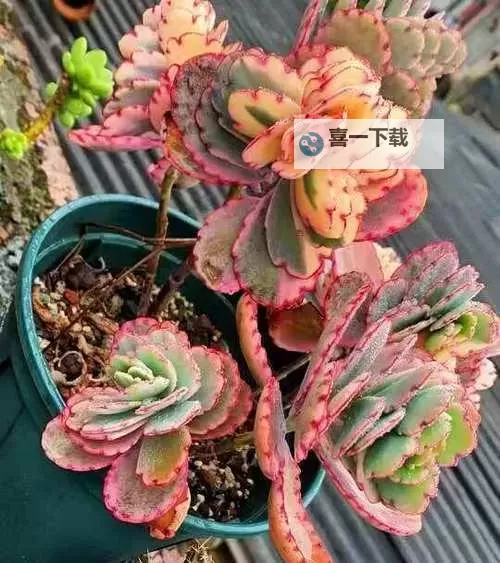 整篇都是车的多肉1V3比P：打造炫酷多肉车模的创意指南图2