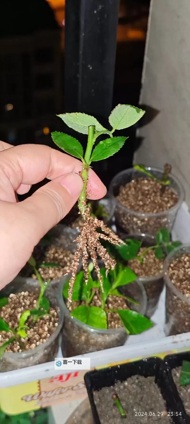 探索创新园艺:在床上的72种扦插方法电影揭秘图2