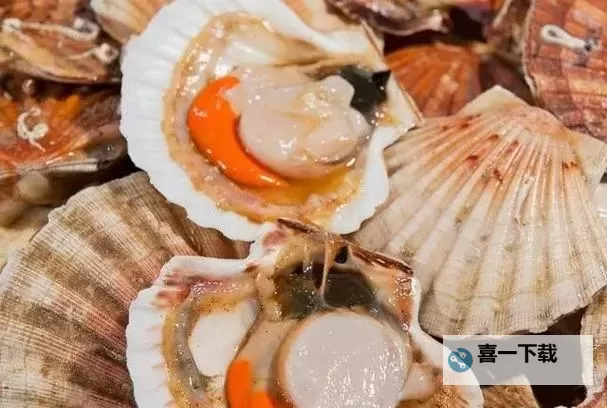 在把腿张大点我就可以吃到扇贝了：海鲜美味的邀约图2