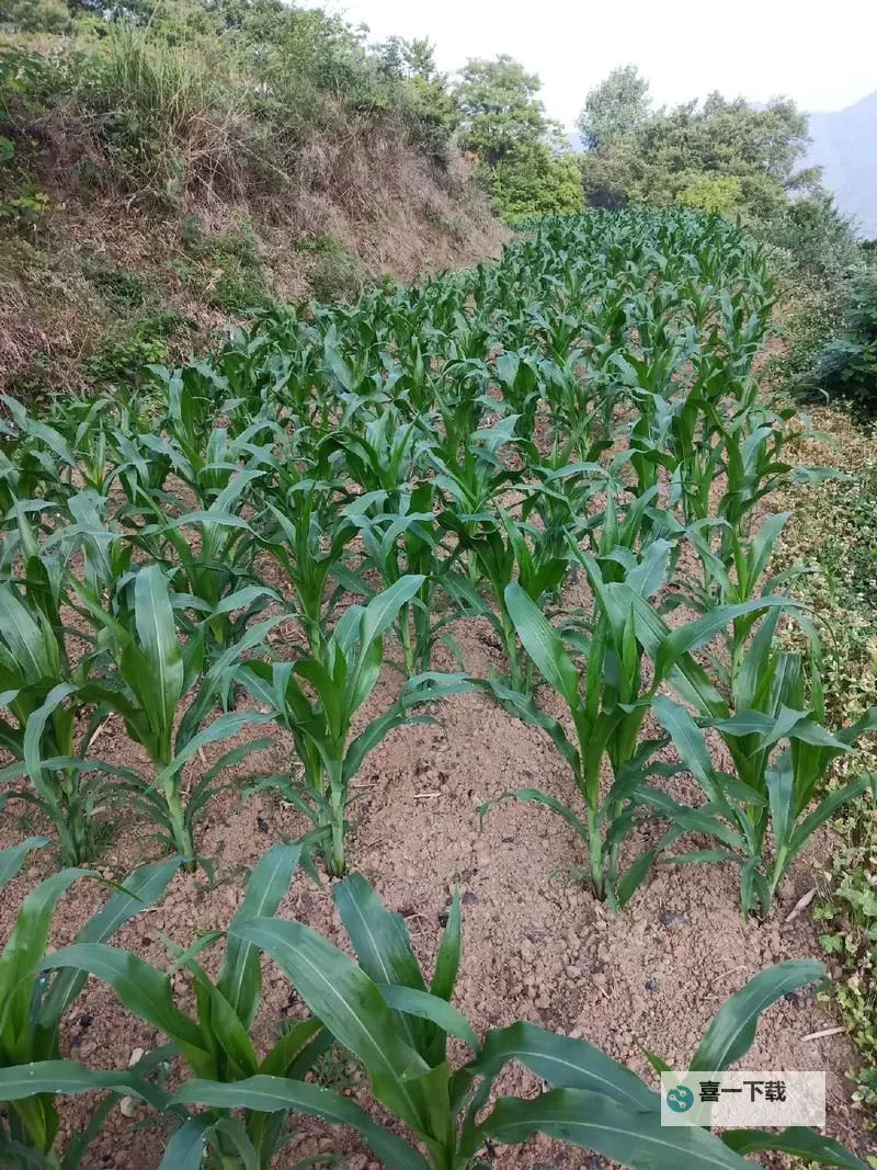玉米地刮伦:乡村故事的真实写照图1