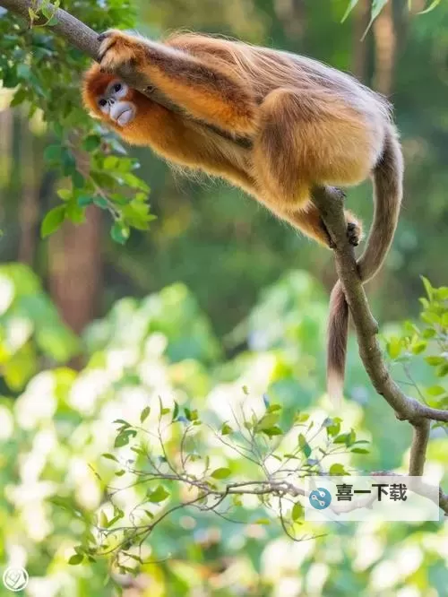 造梦西游3玉净瓶满级属性详解与提升指南图1