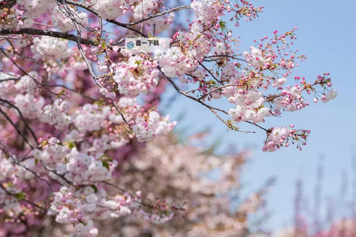 白色乳息樱花：春日里的纯净奇迹图1
