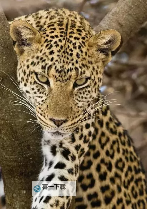 造梦西游3玉净瓶满级属性详解与提升指南图2