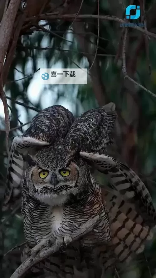 探索另类娱乐:皮包骨做爱网站幕后揭秘图1