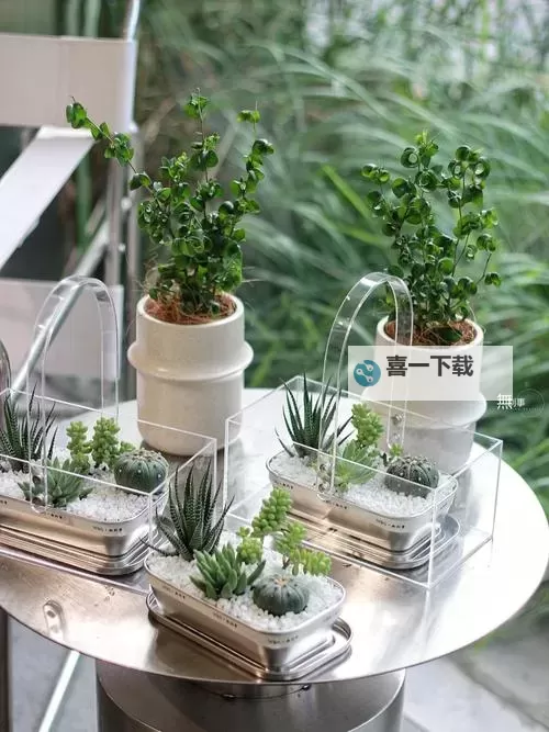 整篇都是车的多肉1V2推荐：趣味与花艺的完美融合图1