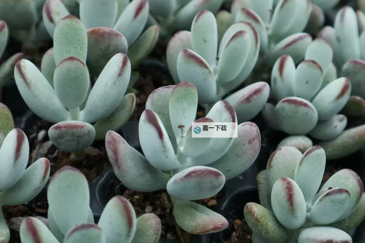 整篇都是车的多肉1V2推荐：趣味与花艺的完美融合图2