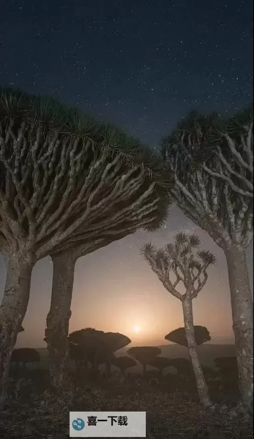 男子野外看见大树不断流血:神秘景象引发众人猜测图1