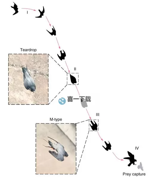 《心动小镇》游隼位置说明 游隼在哪出现图1