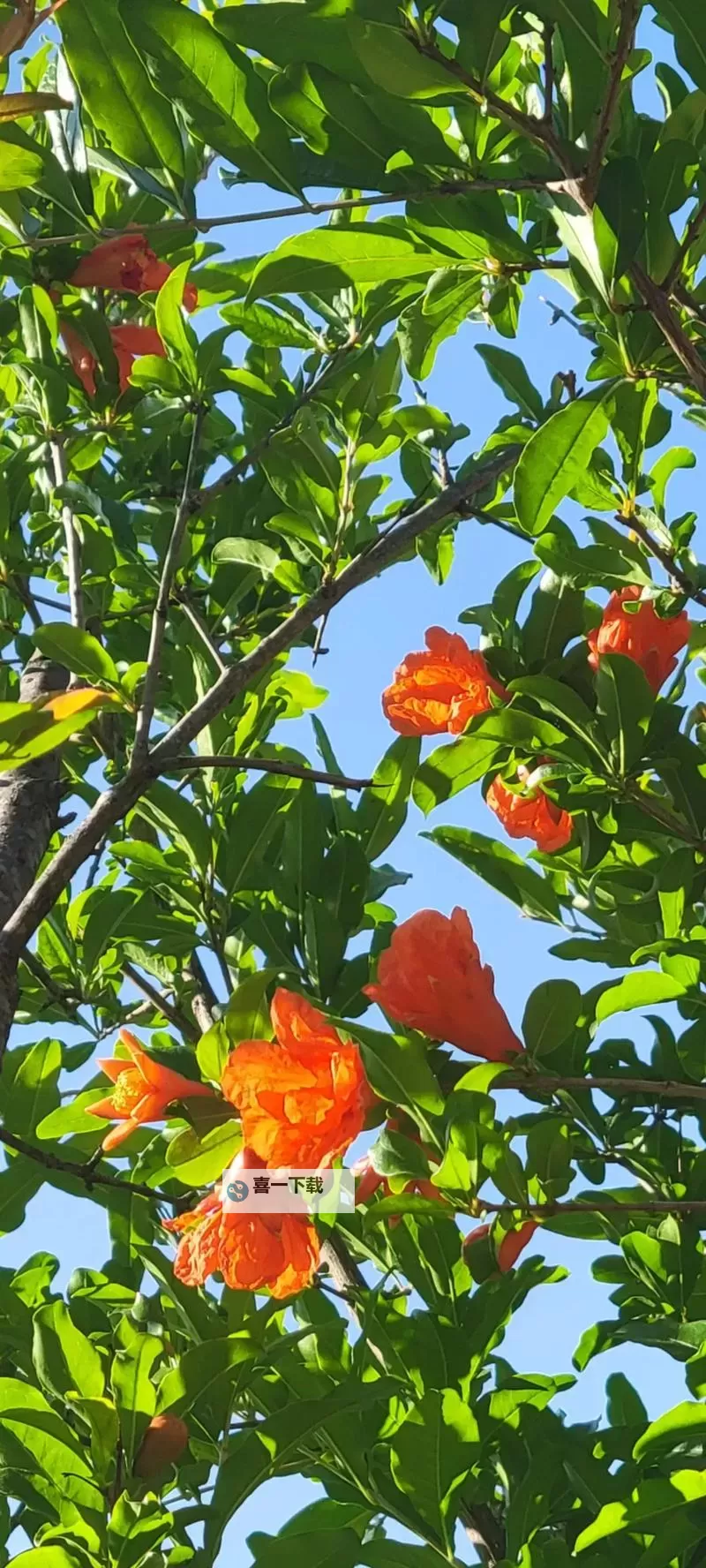 【青春回忆】丁香婷婷久久爱：那段青春时光的纯真记忆图1