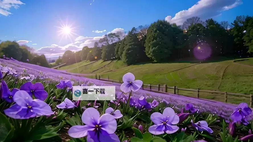 探索自然之美：野花视频在线观看-欢迎您在线观看精彩花艺盛宴图1