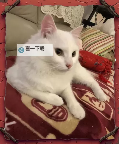 探索全新体验：新版猫咪vunbzf.xyf引领宠物娱乐新潮流图1