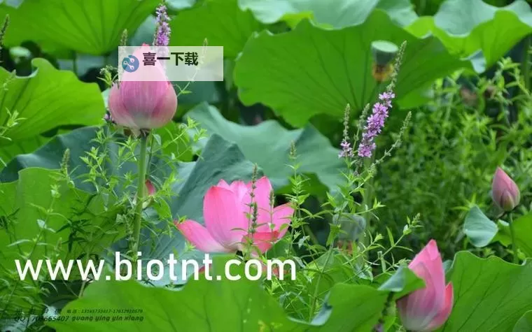 跳d放在里面逛超市在线视频，精彩购物体验不用错过图1