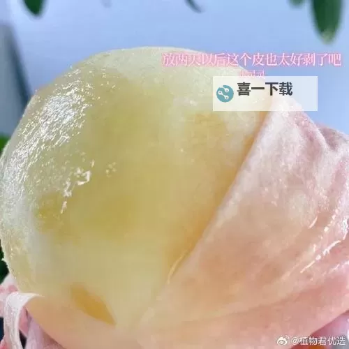 探索美味谜题:345巨无霸水蜜桃的独特魅力与风味揭秘图1
