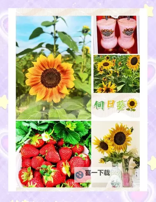 草莓向日葵18岁注意：青春的绽放与成长的警示图1