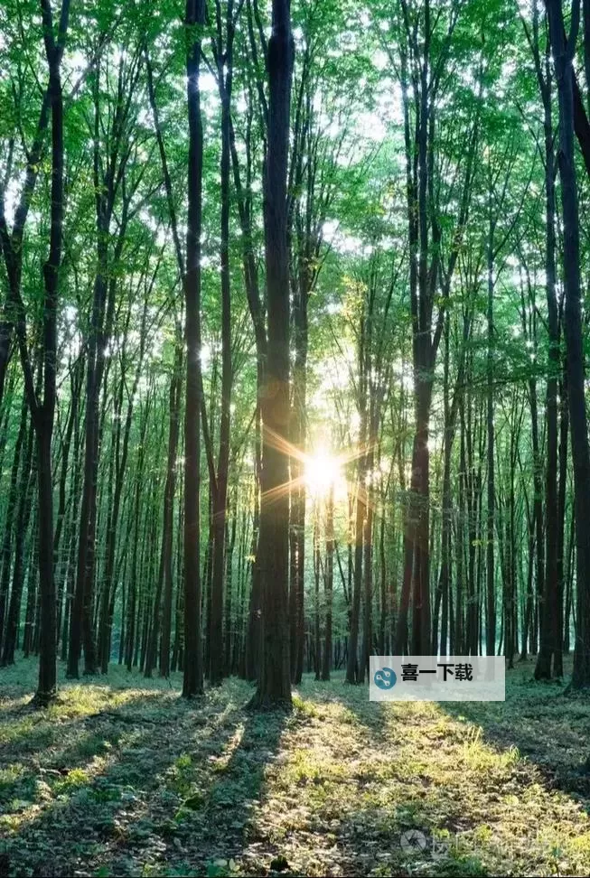 幼兽萝莉萝莉精品欣赏：纯真童趣的梦幻世界图1