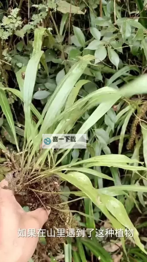 探索独特魅力:17草国产作品全解析图1