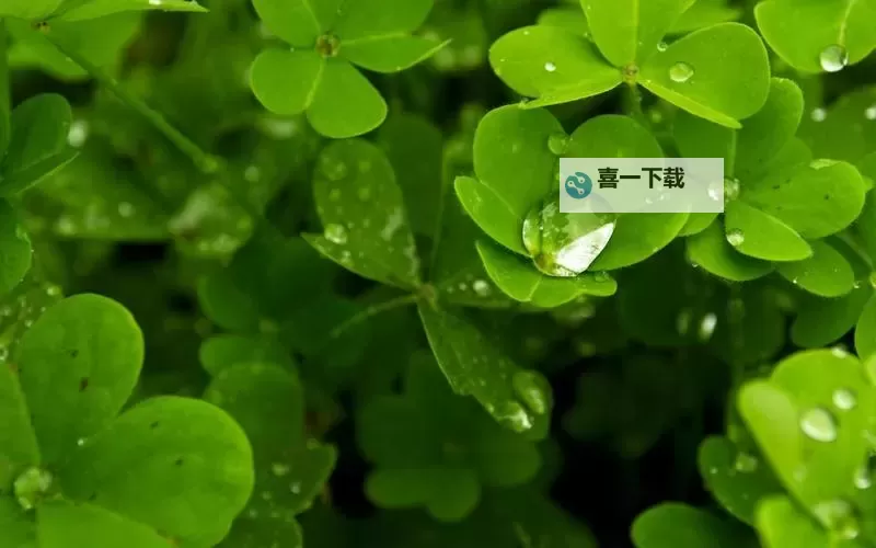 精准指南:e站EHViewer绿色版本下载方法与安全提示图1