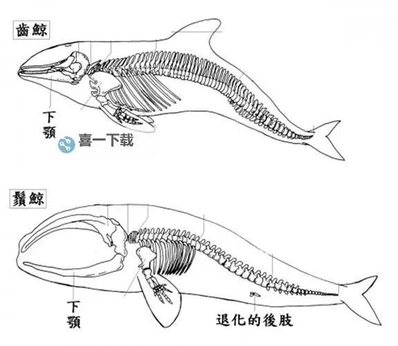 怎么双开巨大鲸？ 巨大鲸双开挂机图文全攻略图2