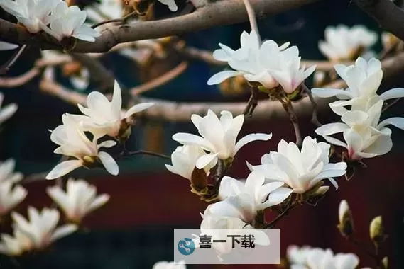 张津瑜视频XXXOVIDEO:最新精彩内容全解析图1