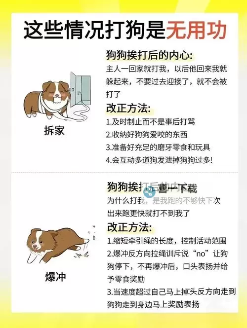 怎样让狗狗进入新环境更顺利的技巧图1