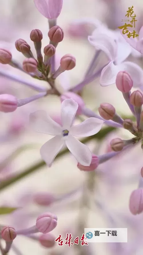 探索精彩纷呈的娱乐世界：五月丁香综合在线全攻略图1