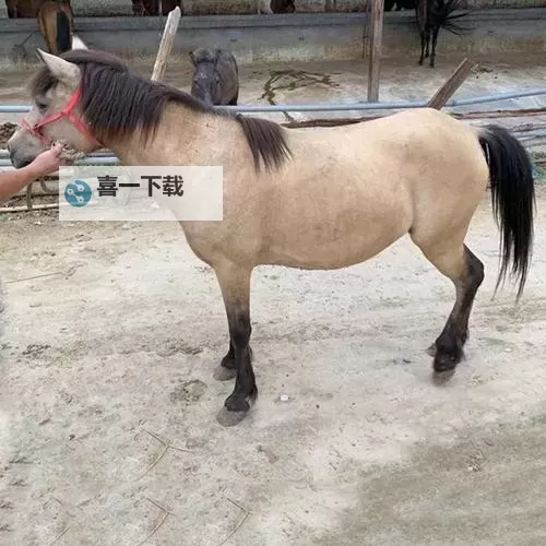 国产无马：创新驱动下的无马技术新突破图1