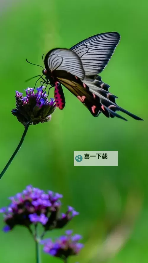 激情绽放：六月缴——夏之风采尽在五月丁香六月缴图1