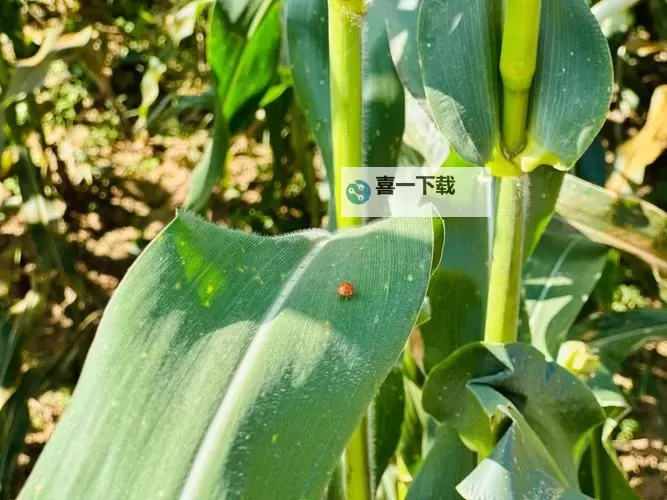 探索最新趋势：性W交农场网全面解析图2