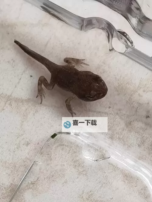 久色91小蝌蚪:探索青春的成长之旅图1