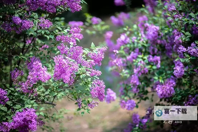 激情绽放:深入探索五月丁香综合六月激情的魅力图1