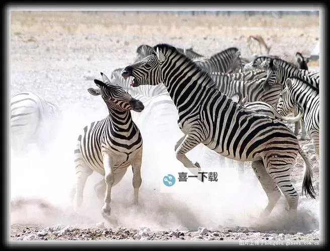 非洲Zoom与Zoom性能对比：网络连接与使用体验综合分析图1