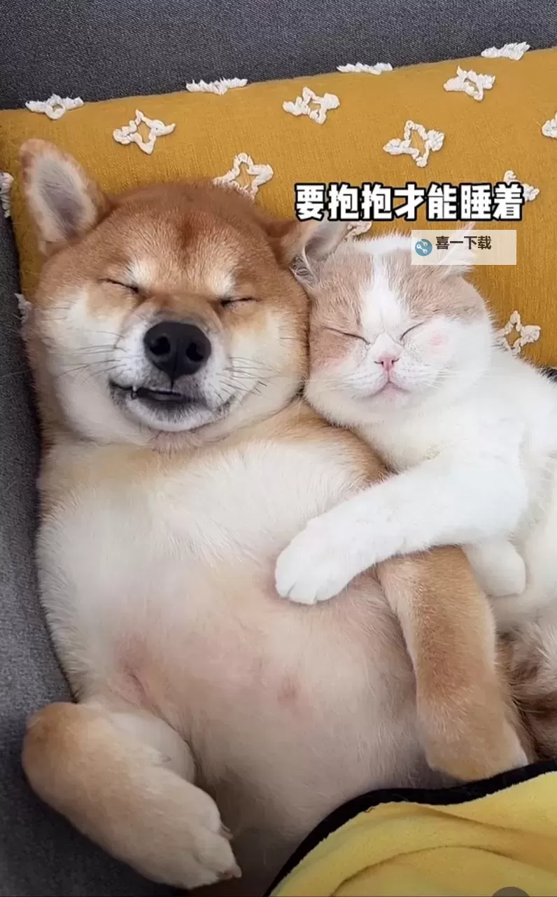 昨晚我和我家狗做了难忘的冒险图1