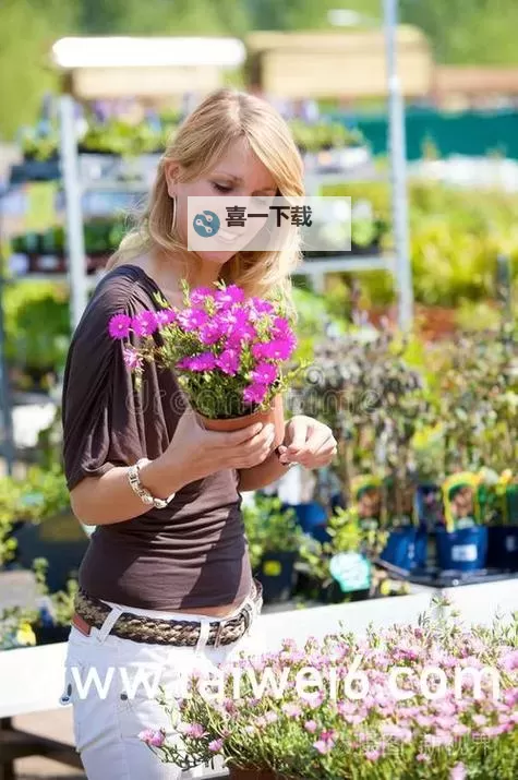 帐中香金银花海棠：芳华如梦的花影芳踪图1