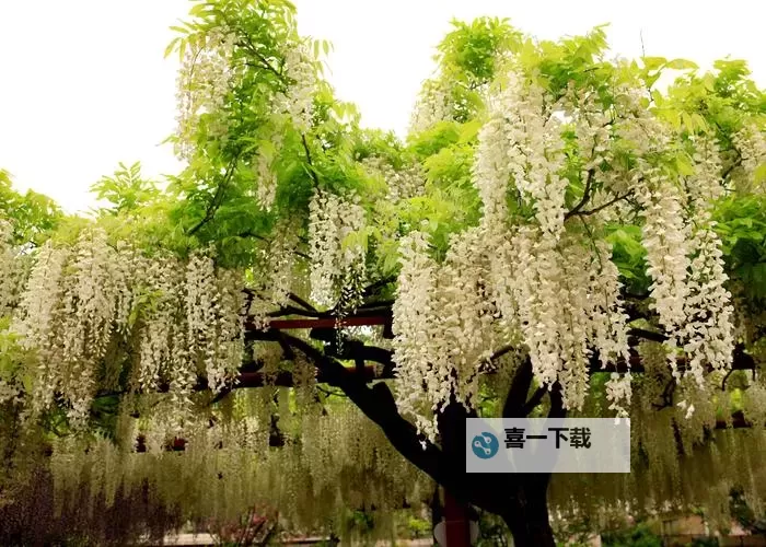 《野香风20章免费阅读：最新章节全免费尽享精彩内容》图1