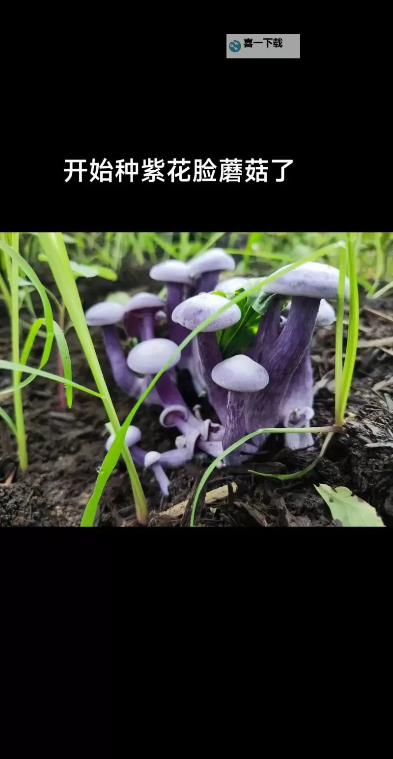 紫黑蘑菇横冲直撞引发红肿,jH视频揭秘奇异场景图1
