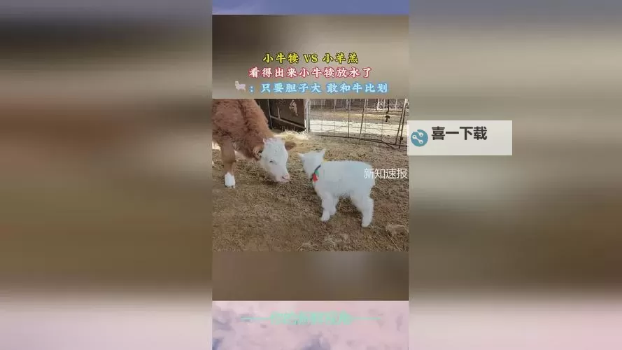 大香伊蕉在国产：打造本土品牌的新篇章图1