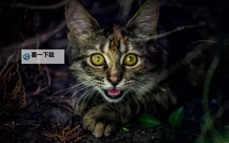 猫咪成人网站下载大全：全面资源指南透明分享图1